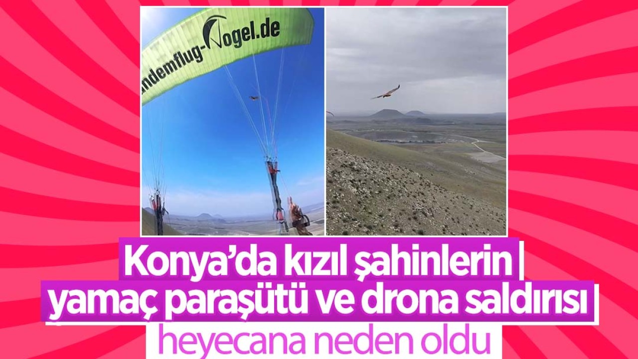 Konya'da kızıl şahinlerin yamaç paraşütü ve drona saldırısı heyecana neden oldu