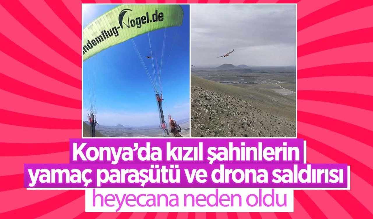 Konya'da kızıl şahinlerin yamaç paraşütü ve drona saldırısı heyecana neden oldu