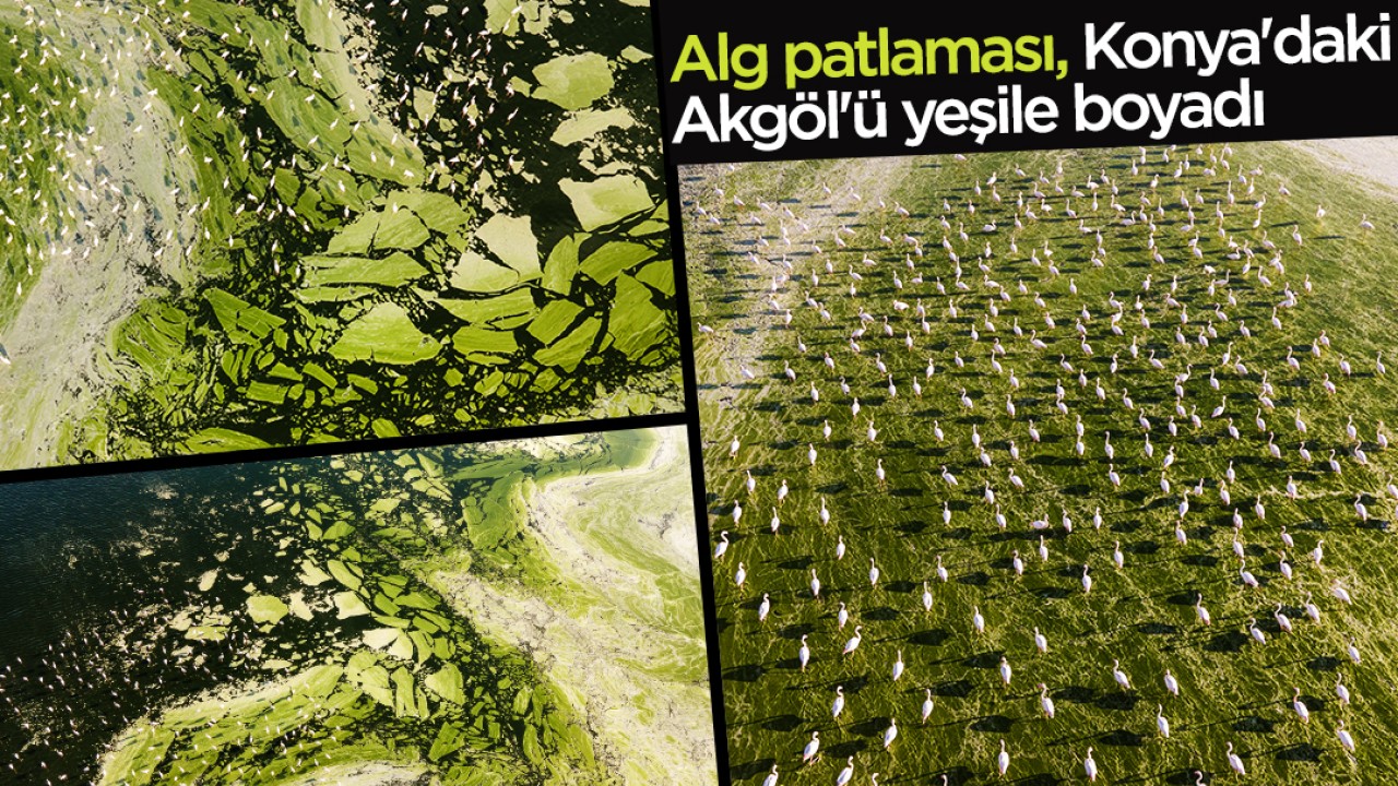 Alg patlaması, Konya'daki Akgöl'ü yeşile boyadı