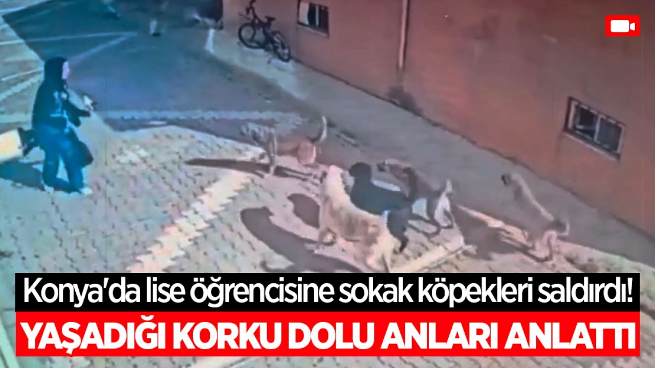 Konya'da lise öğrencisine sokak köpekleri saldırdı! Yaşadığı korku dolu anları anlattı