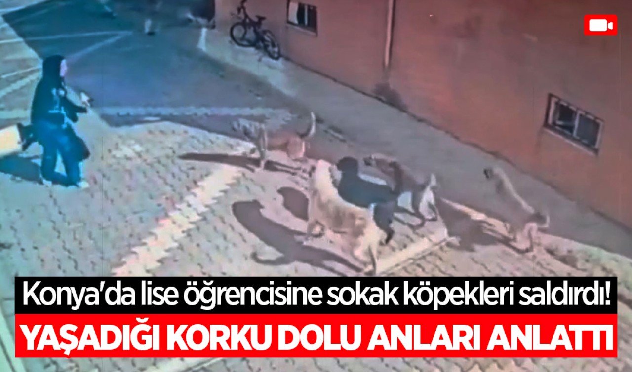 Konya'da lise öğrencisine sokak köpekleri saldırdı! Yaşadığı korku dolu anları anlattı