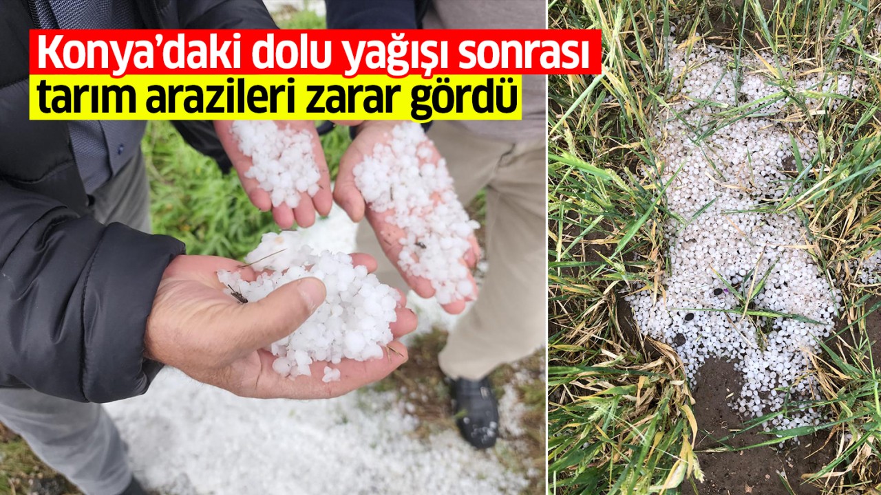 Konya'daki dolu yağışı sonrası tarım arazilerinde zarar oluştu