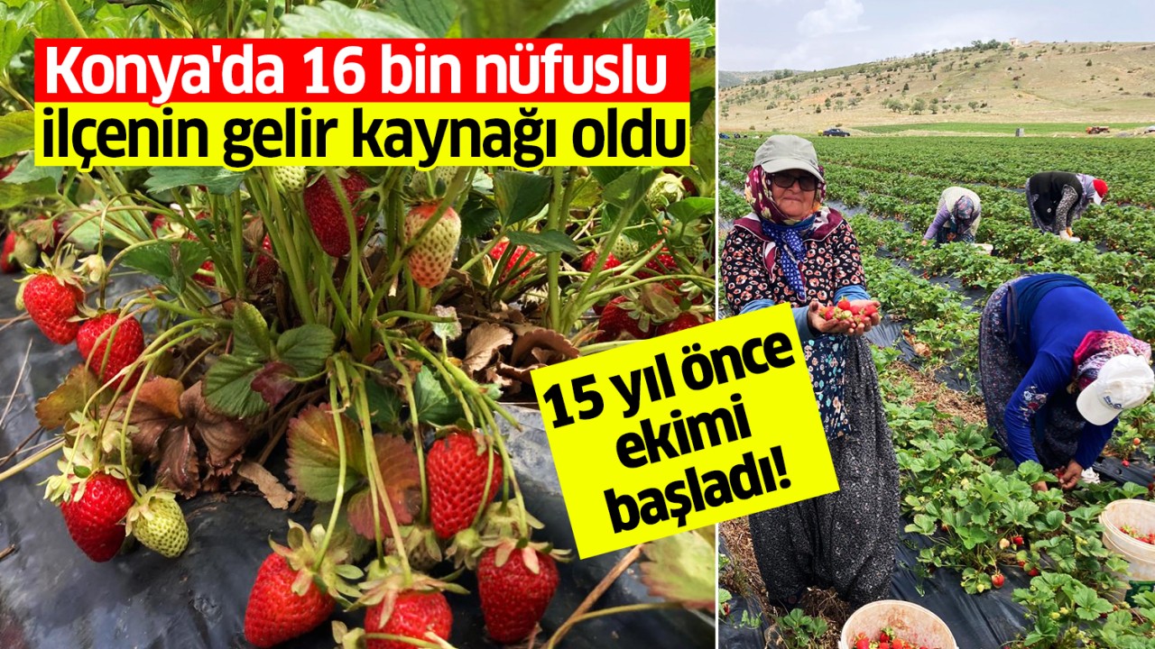 15 yıl önce ekimi başladı! Konya'da 16 bin nüfuslu ilçenin gelir kaynağı oldu