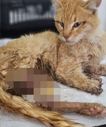 3 ayağı kesilmiş halde bulunan kedi öldü