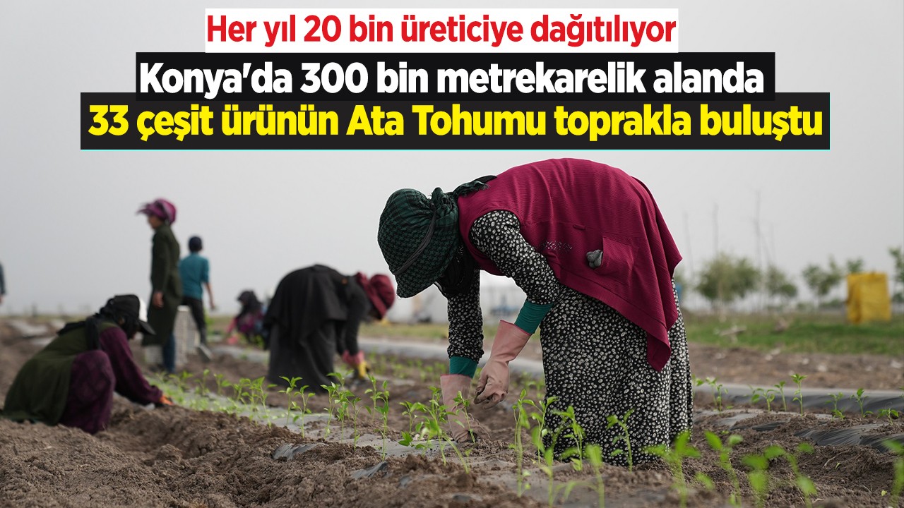 Konya'da 300 bin metrekarelik alanda 33 çeşit ürünün Ata Tohumu toprakla buluştu
