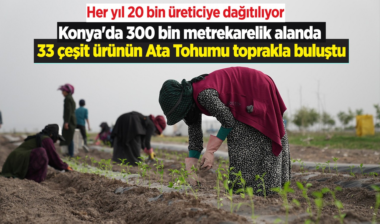 Konya'da 300 bin metrekarelik alanda 33 çeşit ürünün Ata Tohumu toprakla buluştu
