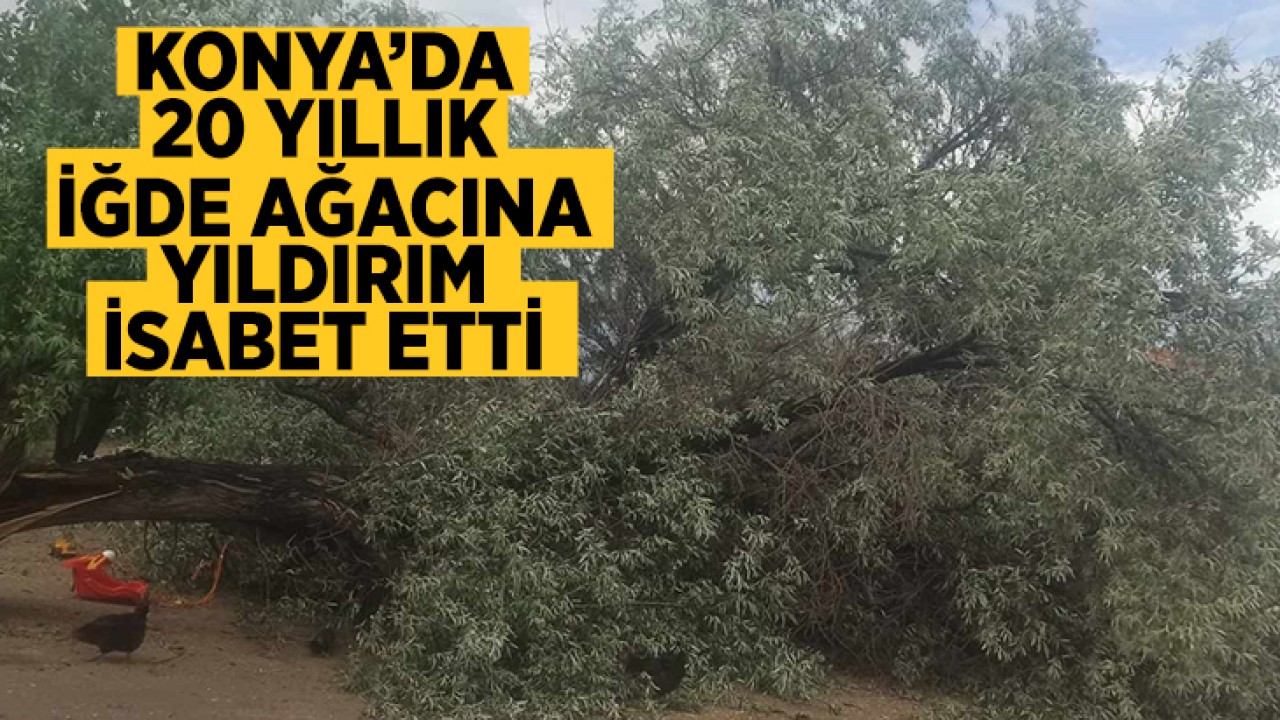 Konya’da 20 yıllık iğde ağacına yıldırım isabet etti