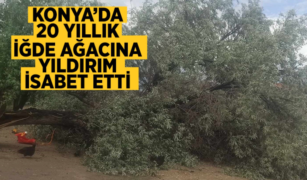 Konya'da 20 yıllık iğde ağacına yıldırım isabet etti