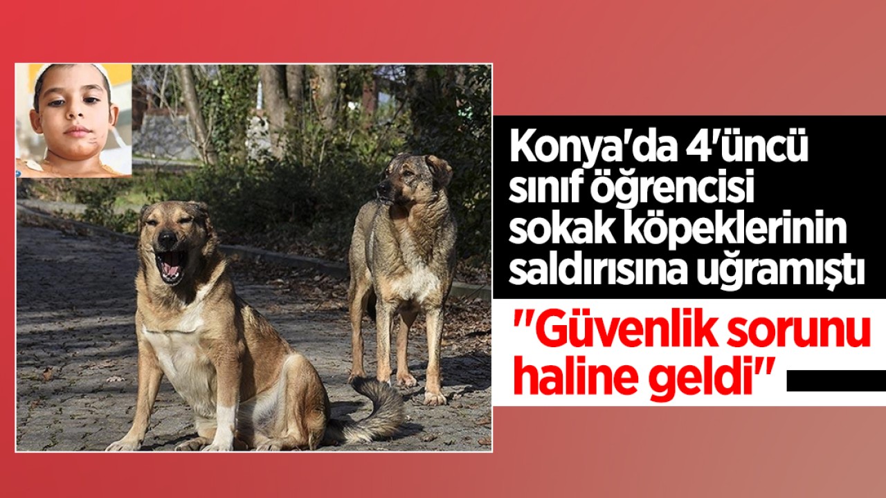 Konya'da 4'üncü sınıf öğrencisi sokak köpeklerinin saldırısına uğramıştı: 