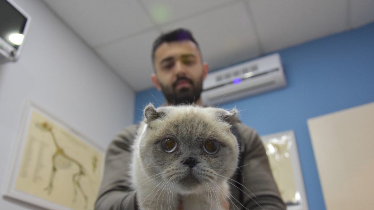 Kediye burun estetiği yapıldı