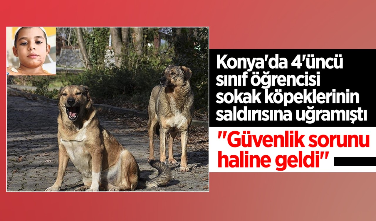 Konya'da 4'üncü sınıf öğrencisi sokak köpeklerinin saldırısına uğramıştı: 