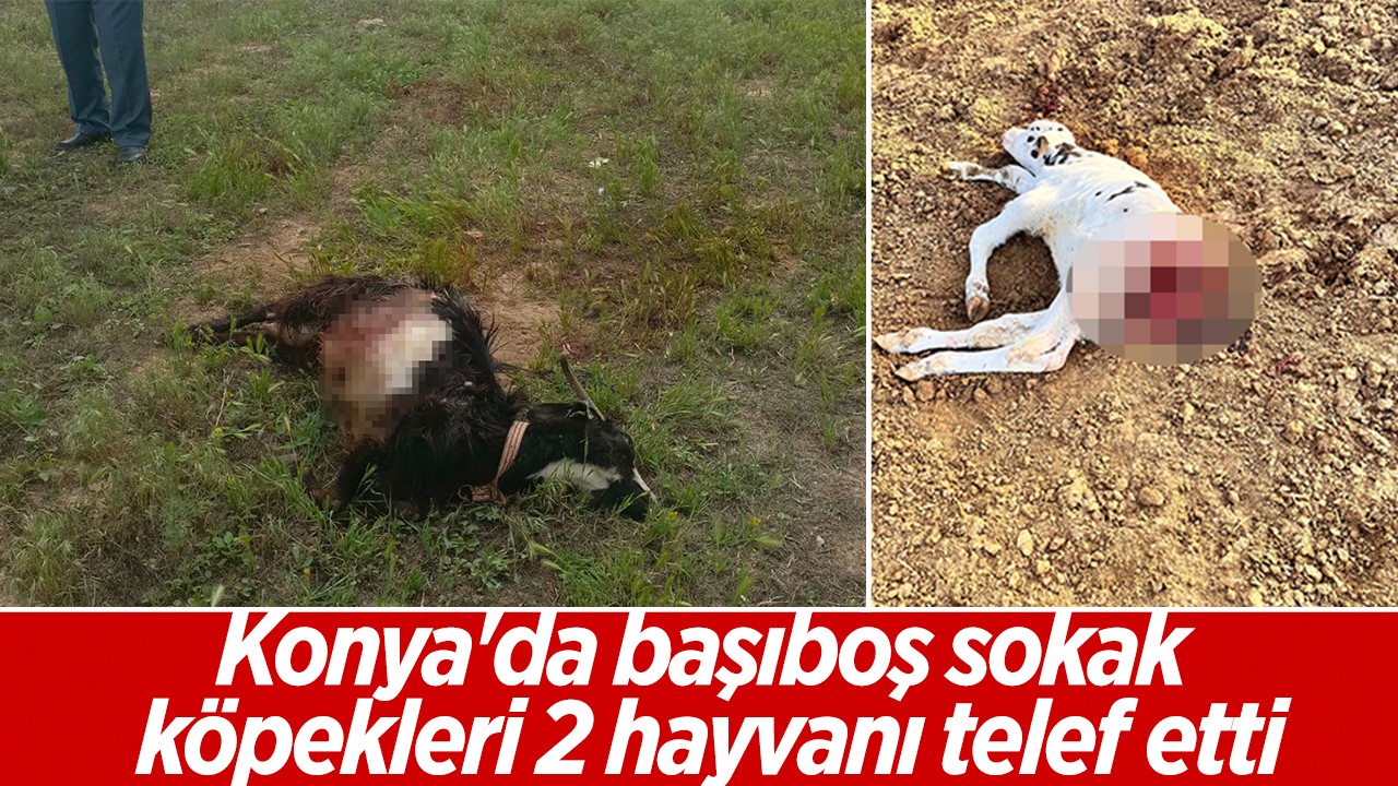 Konya'da başıboş sokak köpekleri 2 hayvanı telef etti