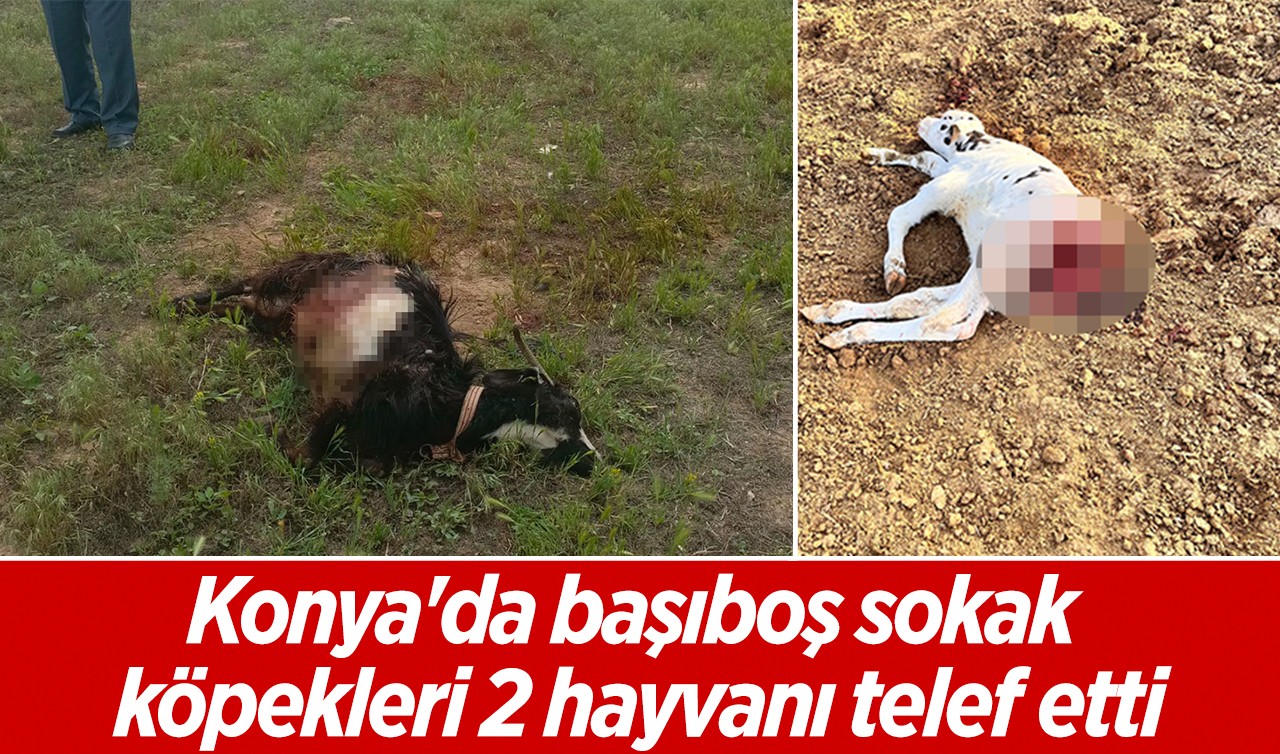 Konya'da başıboş sokak köpekleri 2 hayvanı telef etti