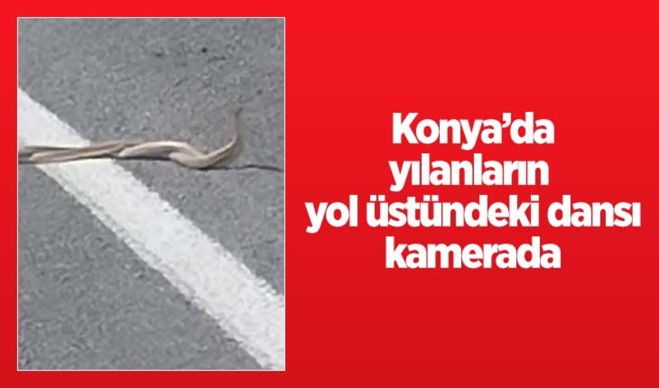 Konya'da yılanların yol üstündeki dansı kamerada!