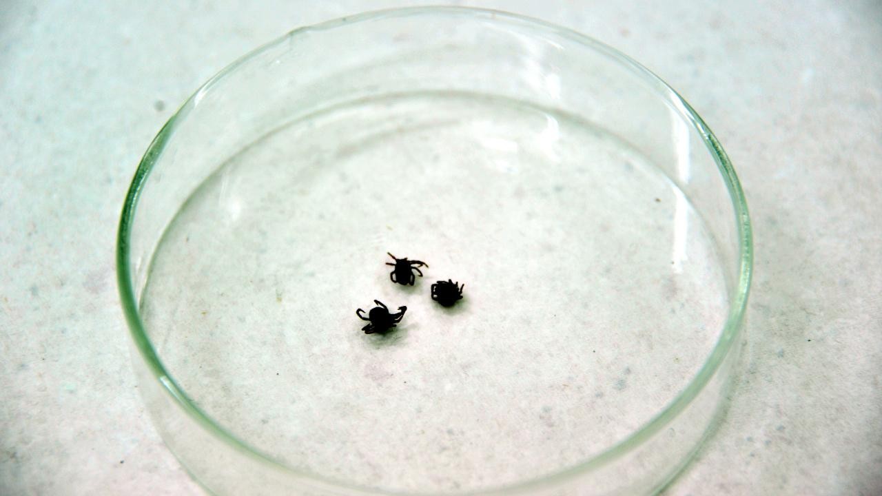 Kırım Kongo Kanamalı Ateşi hastalığı can aldı