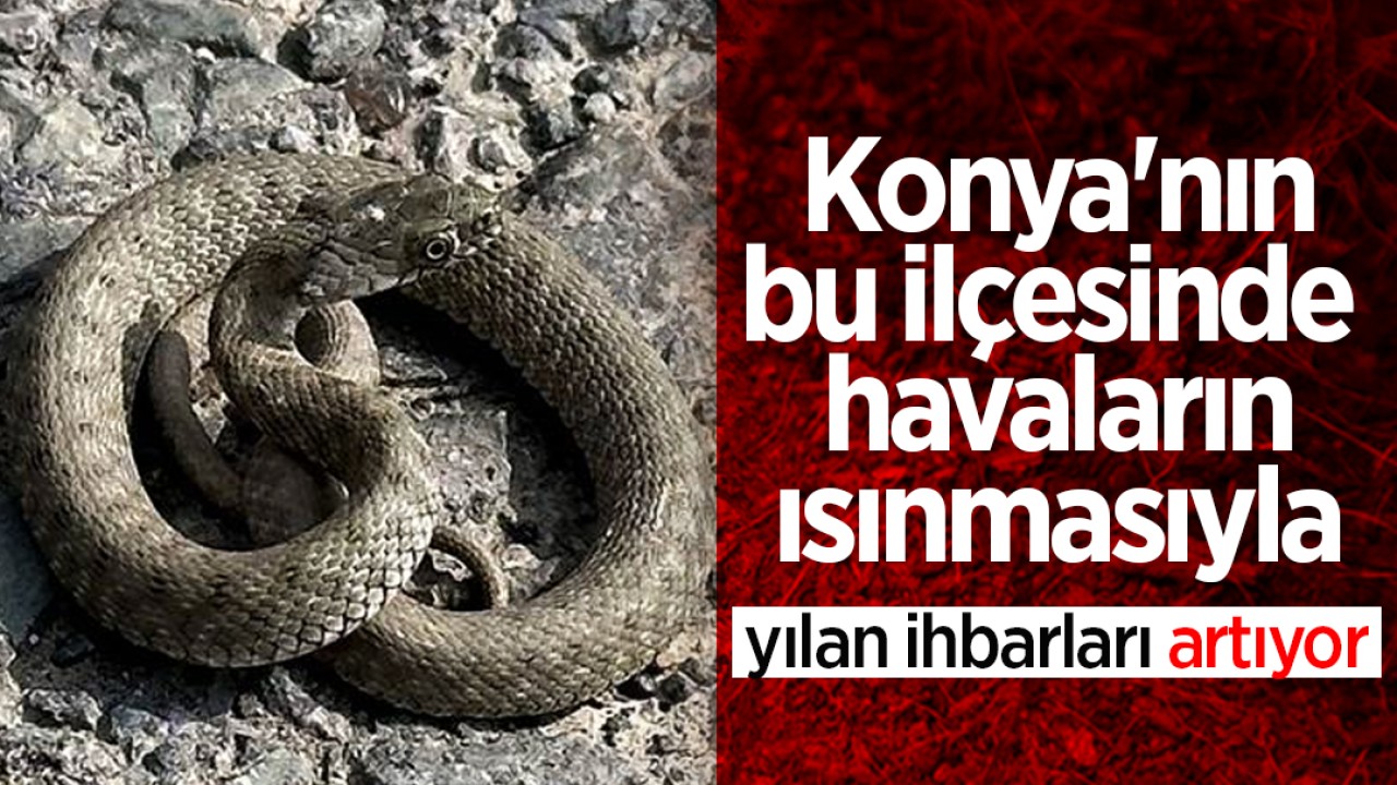 Konya'nın bu ilçesinde havaların ısınmasıyla yılan ihbarları artıyor