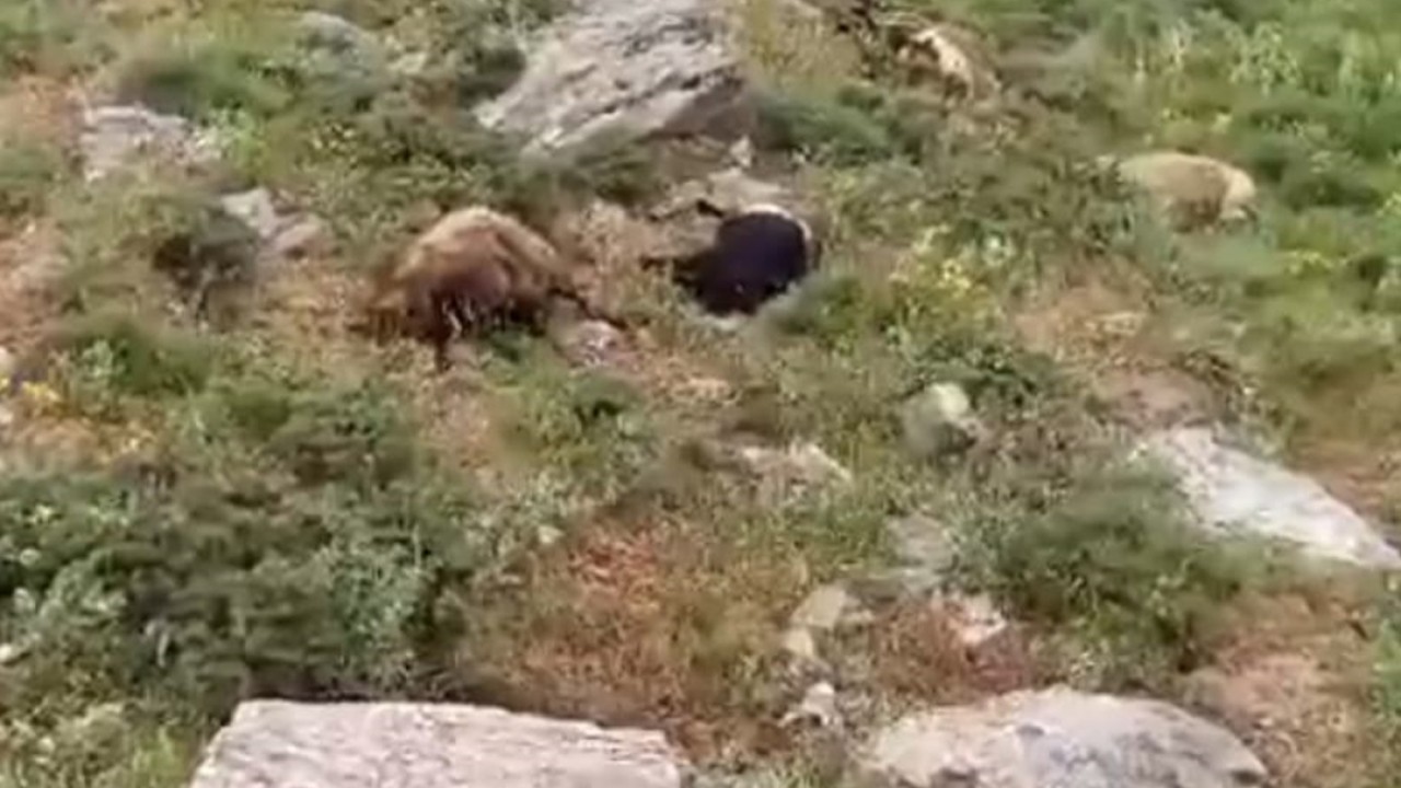 Yıldırım düşmesi sonucu sürüdeki 23 koyun öldü!