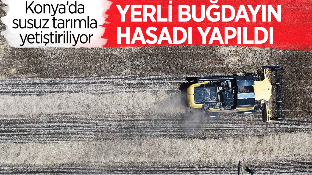 Konya’da susuz tarımla yetiştirilen yerli buğdayın hasadı yapıldı
