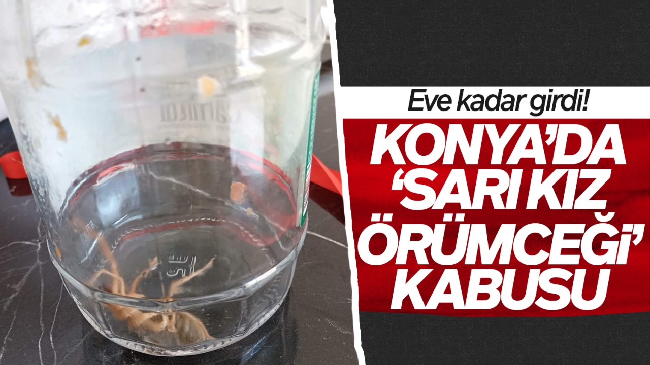 Konya'da 'sarı kız örümceği' kabusu! Eve kadar girdi