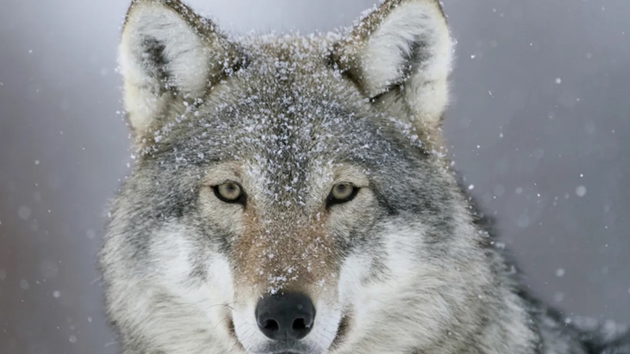 Bozkurt Türk tarihinde ne anlama geliyor?