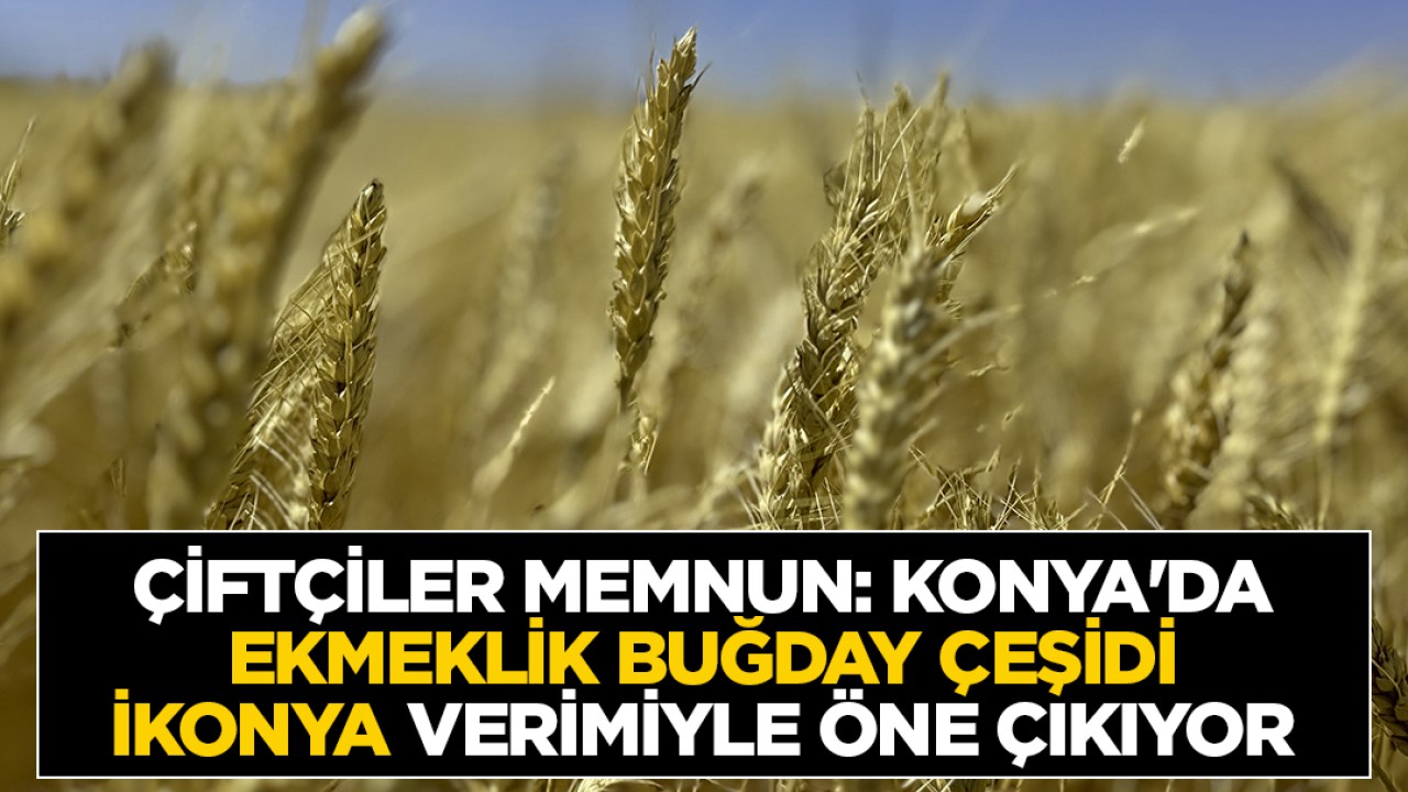Çiftçiler memnun: Konya'da ekmeklik buğday çeşidi İkonya verimiyle öne çıkıyor