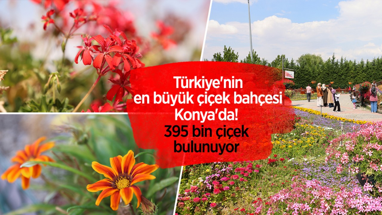 Türkiye'nin en büyük çiçek bahçesi Konya'da! 395 bin çiçek bulunuyor