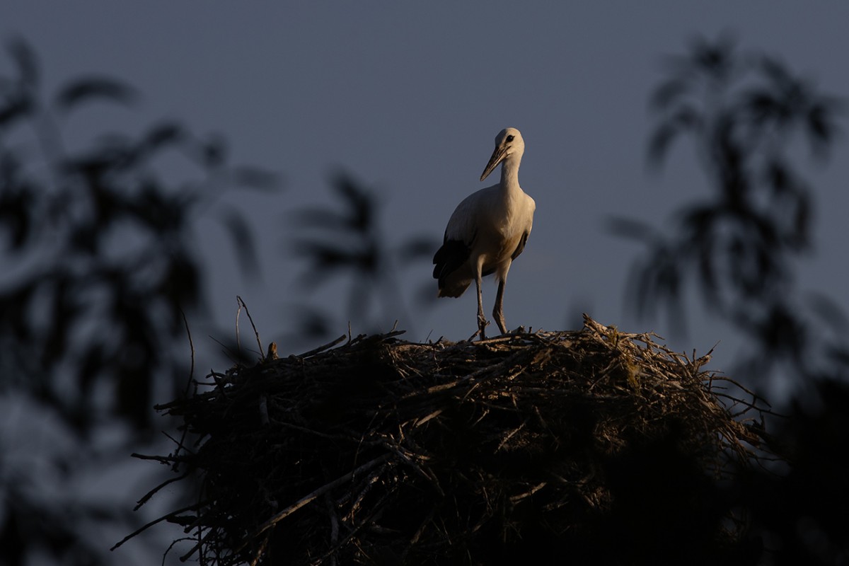 Leylekler vadisinde göç mevsimi için hazırlıklar sürüyor