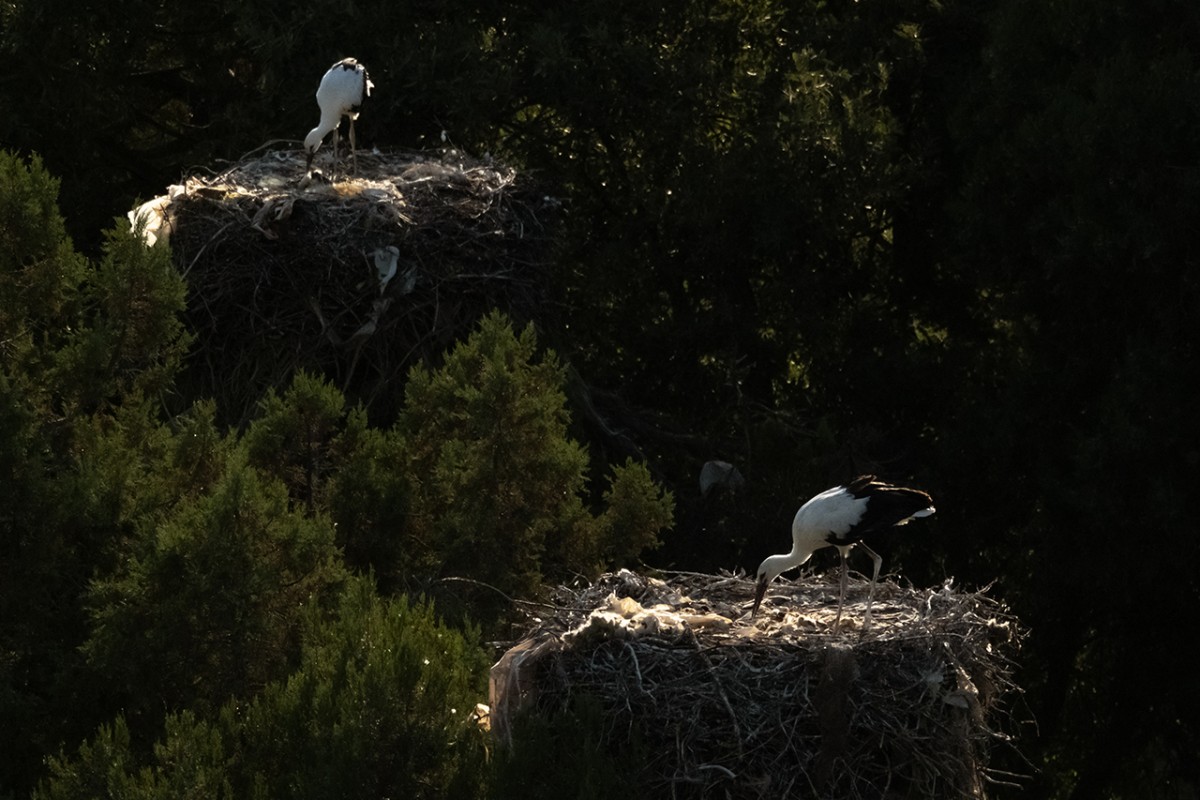 Leylekler vadisinde göç mevsimi için hazırlıklar sürüyor
