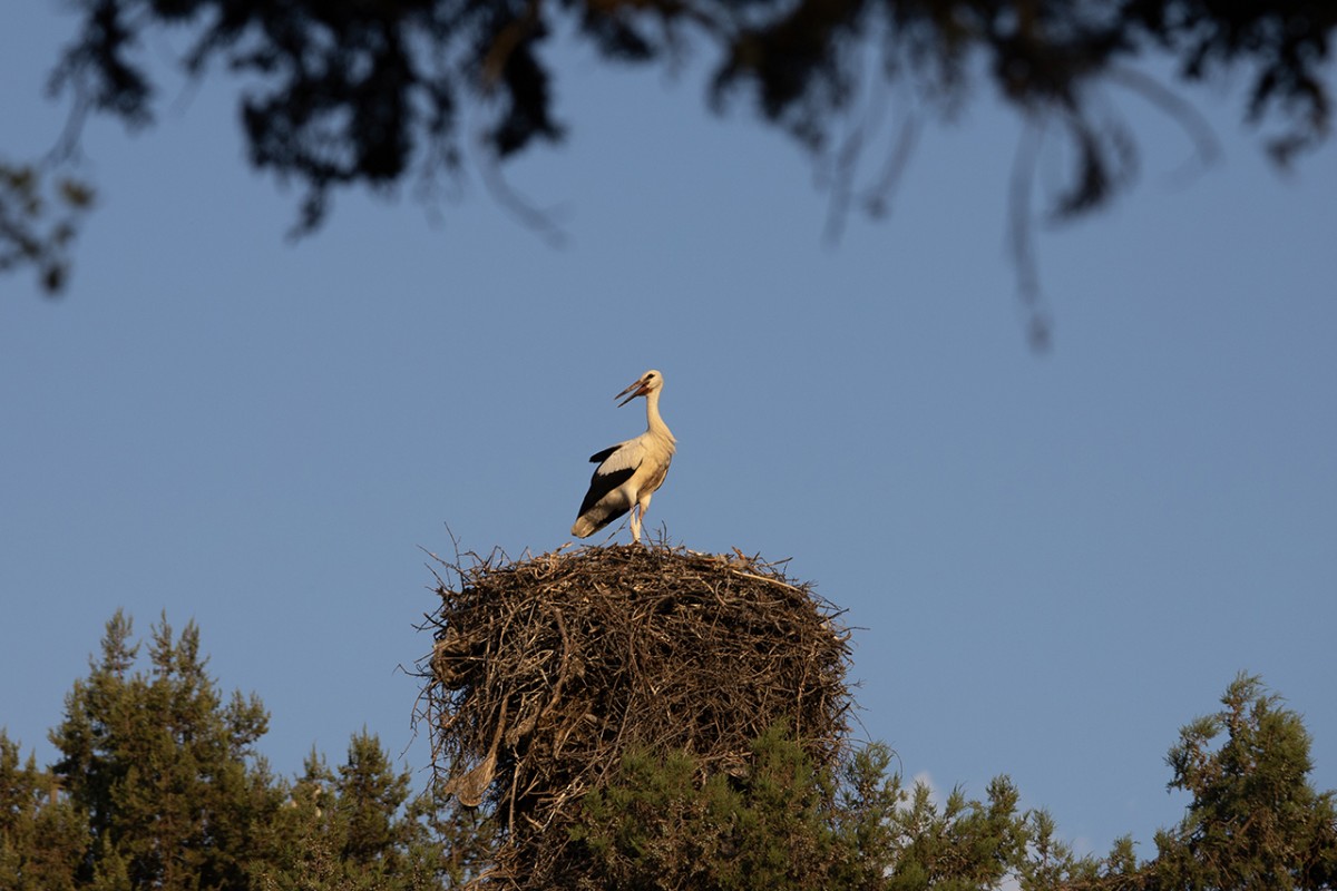 Leylekler vadisinde göç mevsimi için hazırlıklar sürüyor