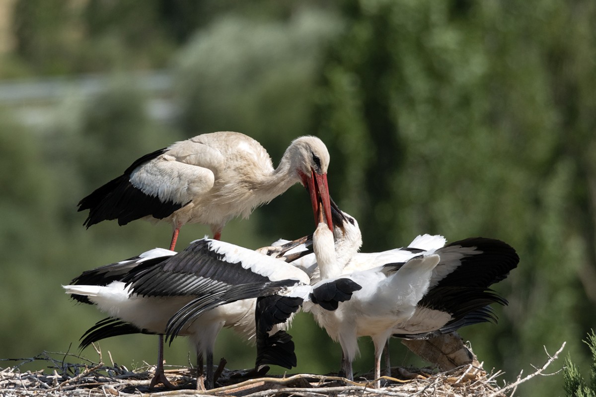 Leylekler vadisinde göç mevsimi için hazırlıklar sürüyor