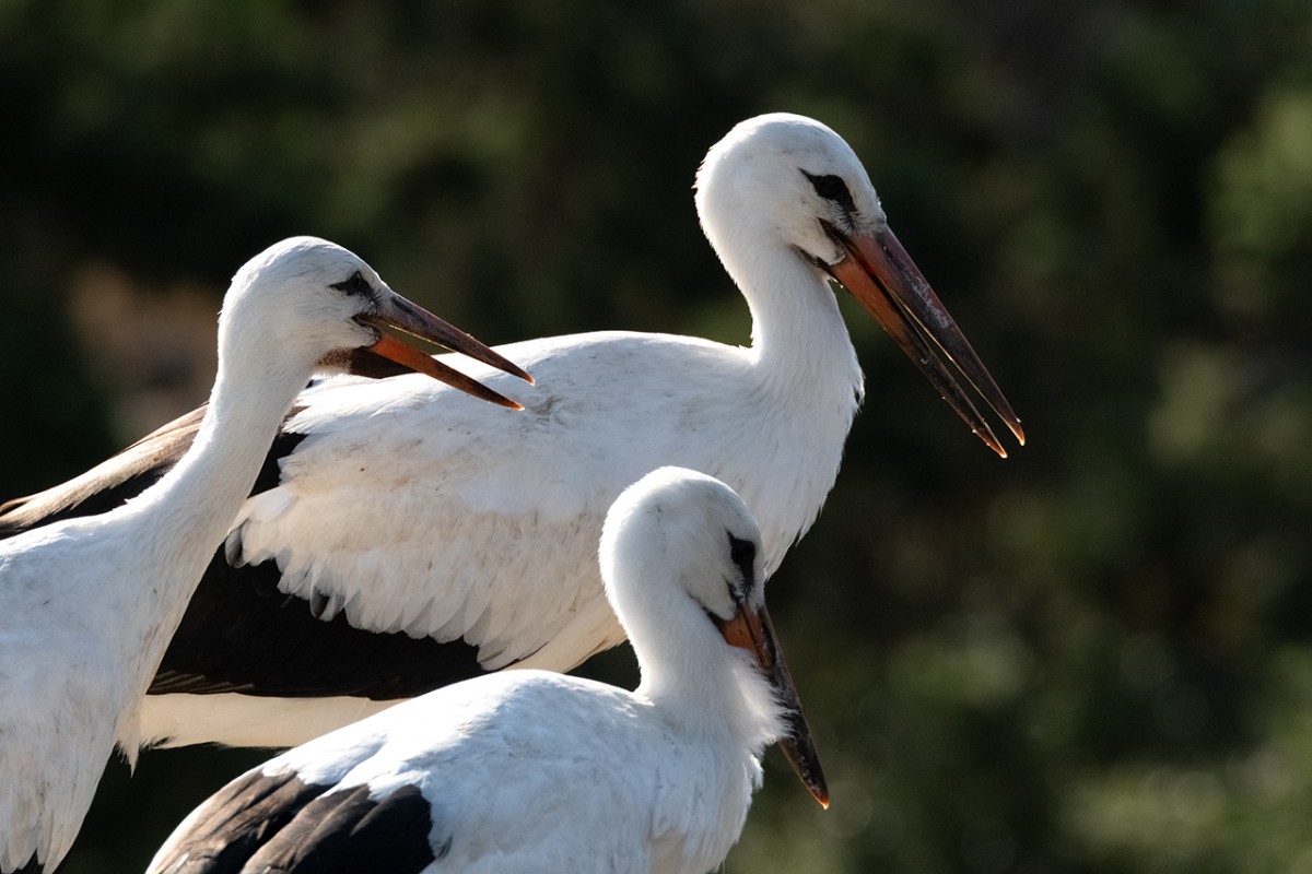Leylekler vadisinde göç mevsimi için hazırlıklar sürüyor