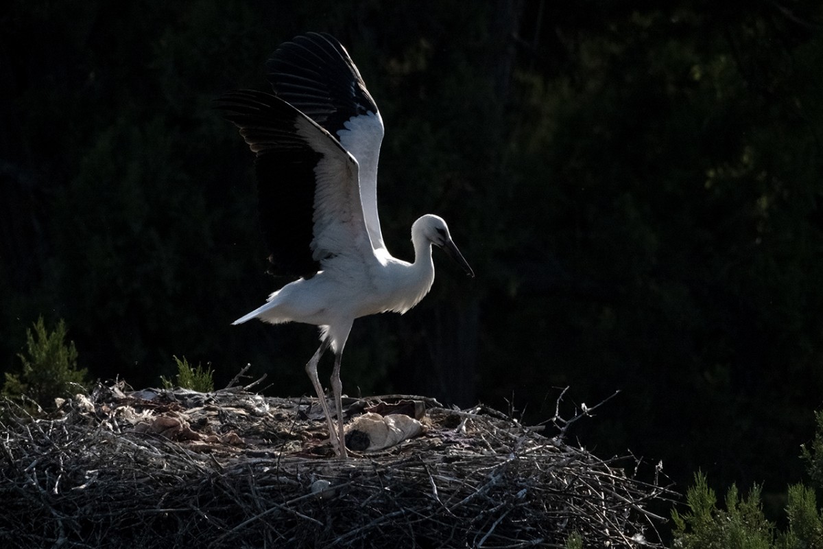 Leylekler vadisinde göç mevsimi için hazırlıklar sürüyor