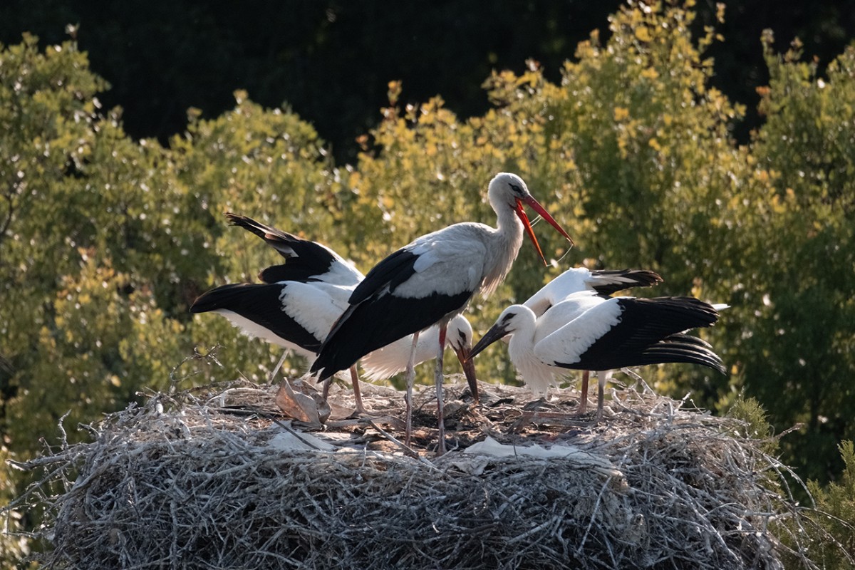 Leylekler vadisinde göç mevsimi için hazırlıklar sürüyor