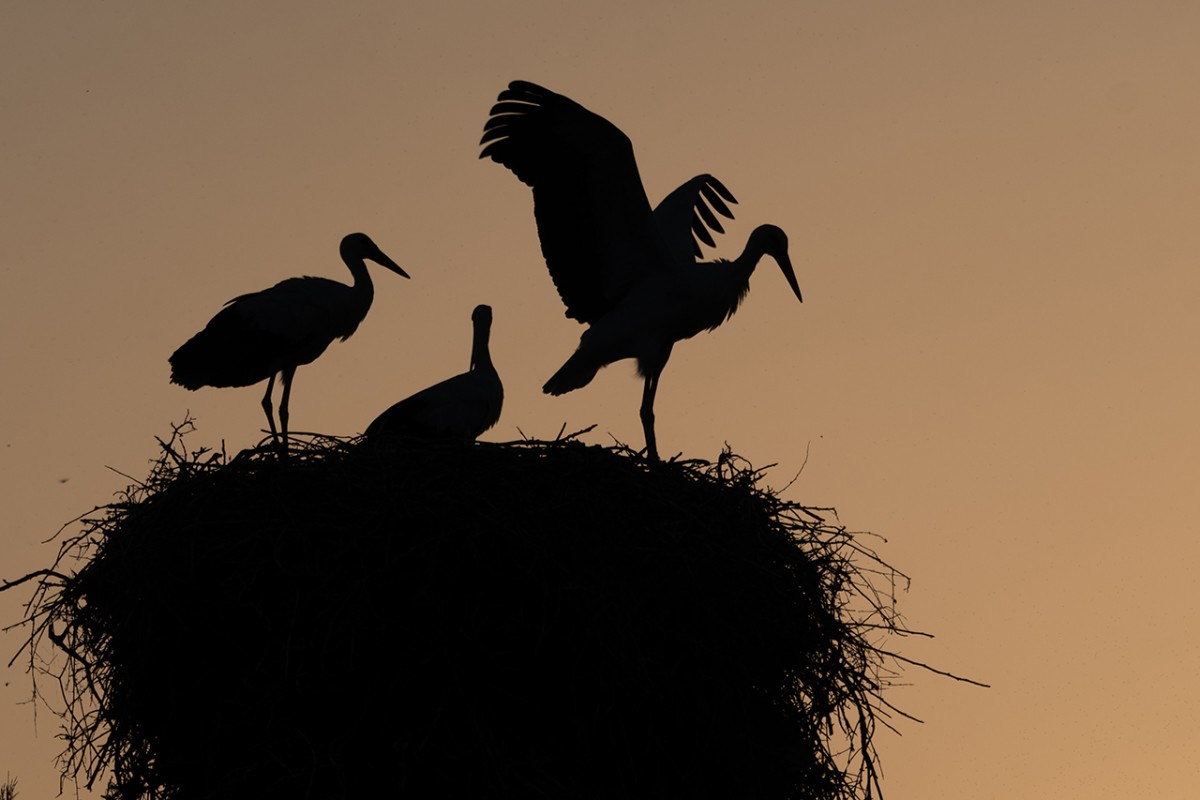 Leylekler vadisinde göç mevsimi için hazırlıklar sürüyor