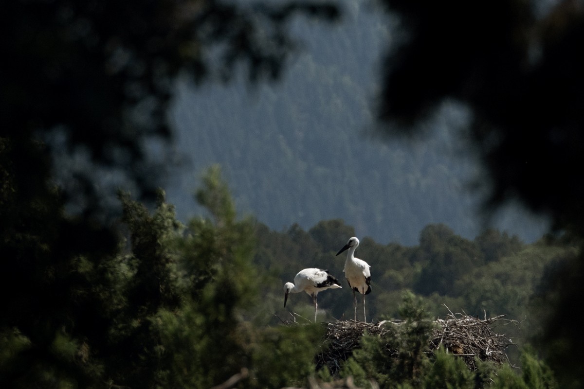 Leylekler vadisinde göç mevsimi için hazırlıklar sürüyor