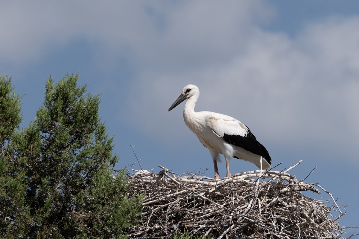 Leylekler vadisinde göç mevsimi için hazırlıklar sürüyor