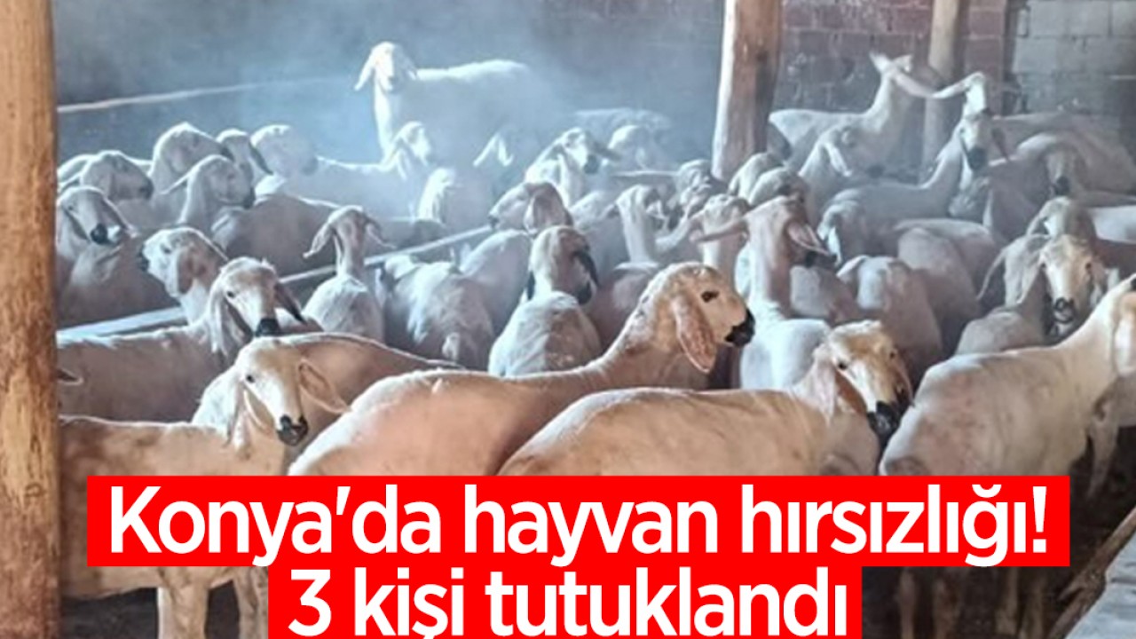 Konya'da hayvan hırsızlığı! 3 kişi tutuklandı