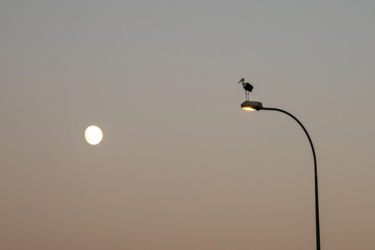 Leyleklerin göçü başladı: Konya semaları renkli görüntülere sahne oluyor