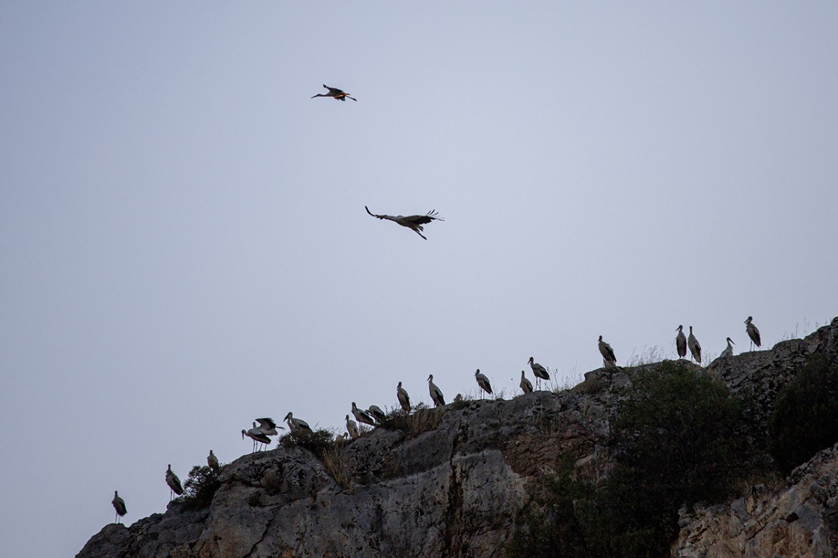 Leyleklerin göçü başladı: Konya semaları renkli görüntülere sahne oluyor
