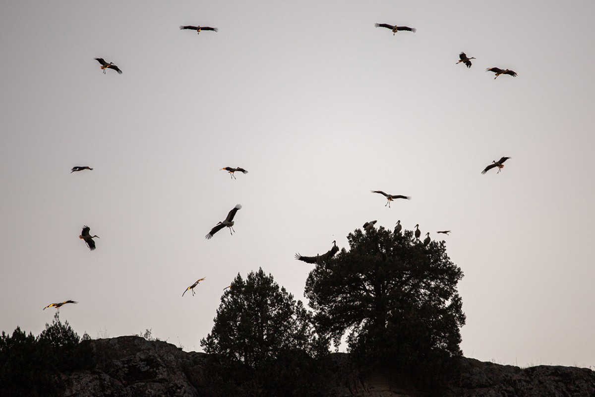 Leyleklerin göçü başladı: Konya semaları renkli görüntülere sahne oluyor