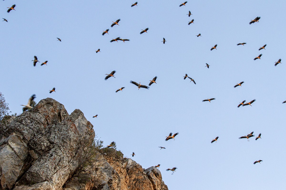 Leyleklerin göçü başladı: Konya semaları renkli görüntülere sahne oluyor
