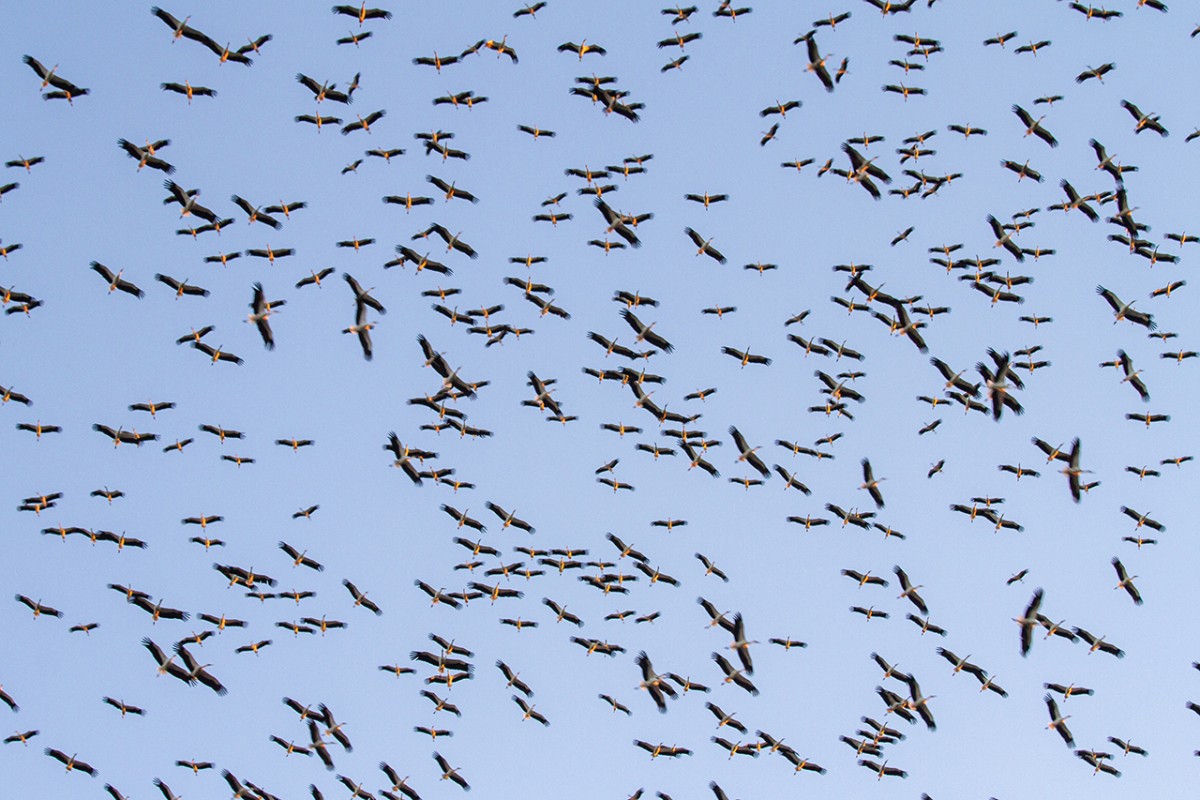 Leyleklerin göçü başladı: Konya semaları renkli görüntülere sahne oluyor