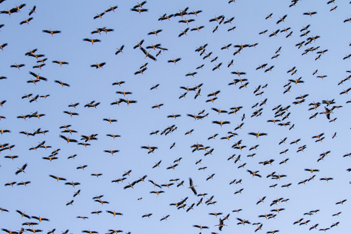 Leyleklerin göçü başladı: Konya semaları renkli görüntülere sahne oluyor