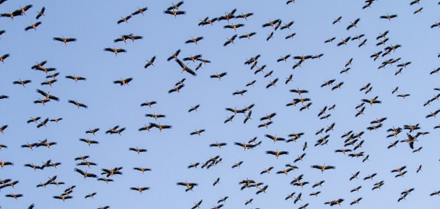 Leyleklerin göçü başladı: Konya semaları renkli görüntülere sahne oluyor