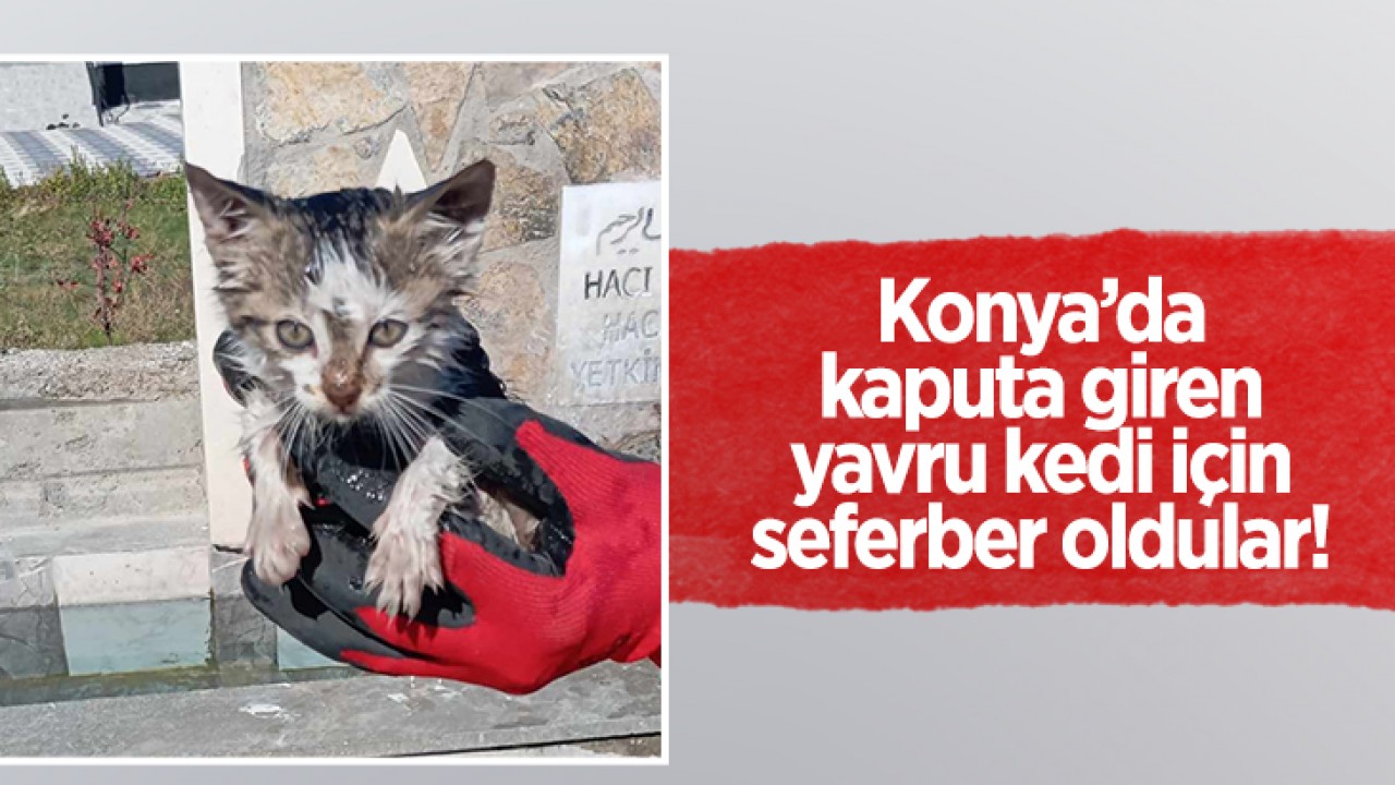 Konya'da kaputa giren yavru kedi için seferber oldular