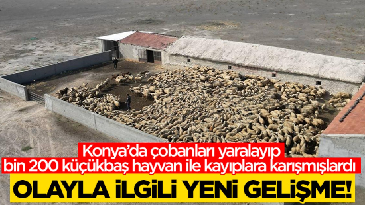 Konya'da çobanları yaralayıp bin 200 küçükbaş hayvan ile kayıplara karışmışlardı: Olayla ilgili yeni gelişme!