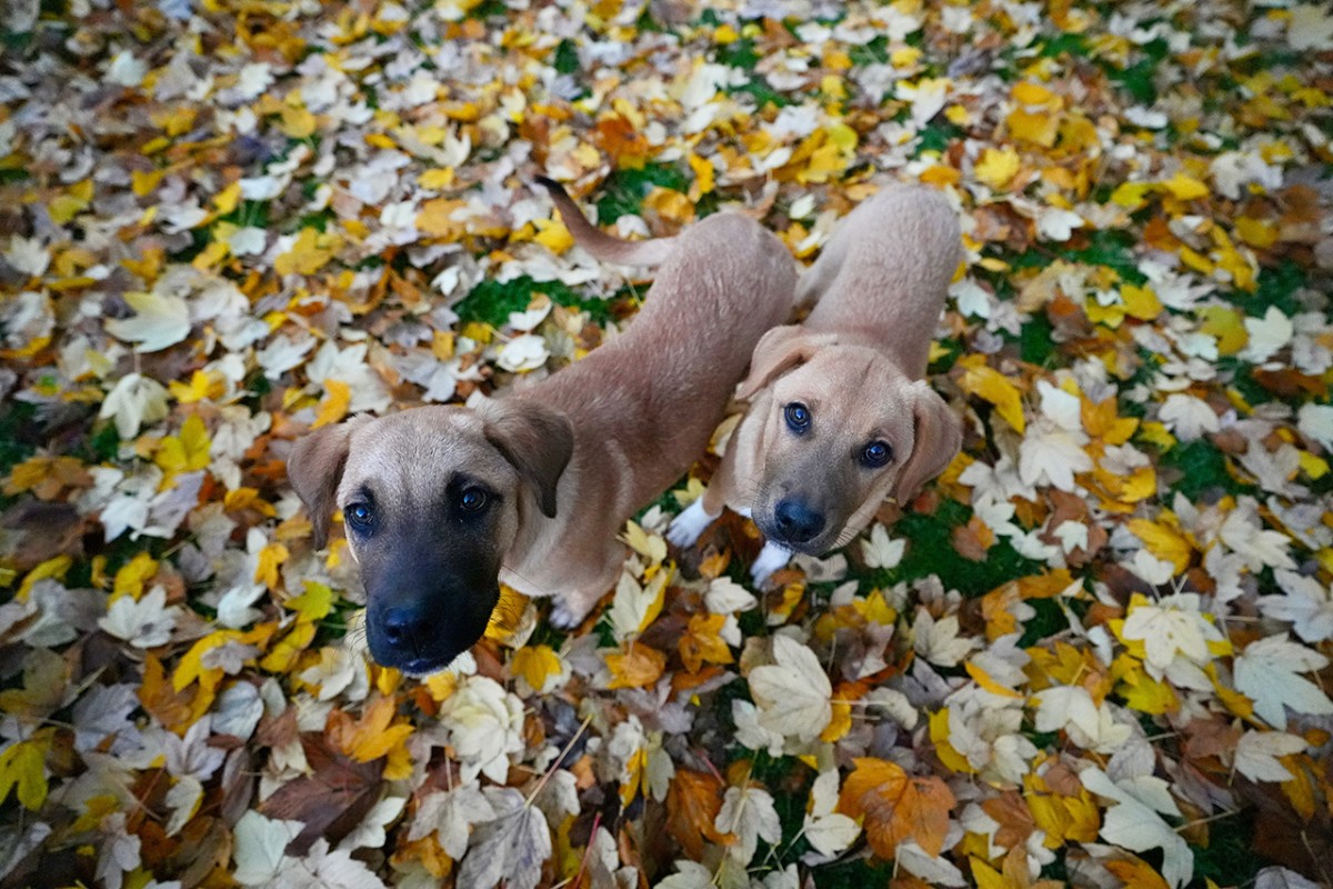 Güzeldere Şelalesi Tabiat Parkı’nda sonbahar