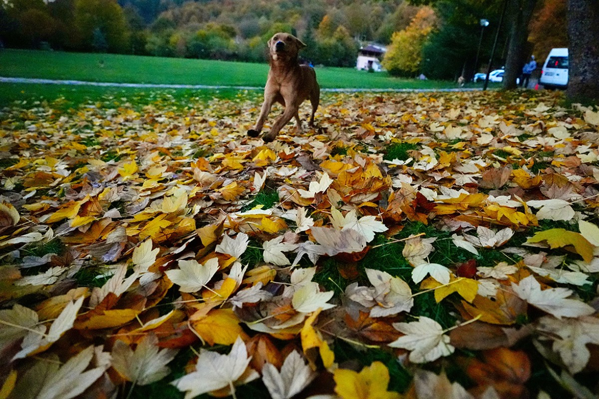 Güzeldere Şelalesi Tabiat Parkı’nda sonbahar