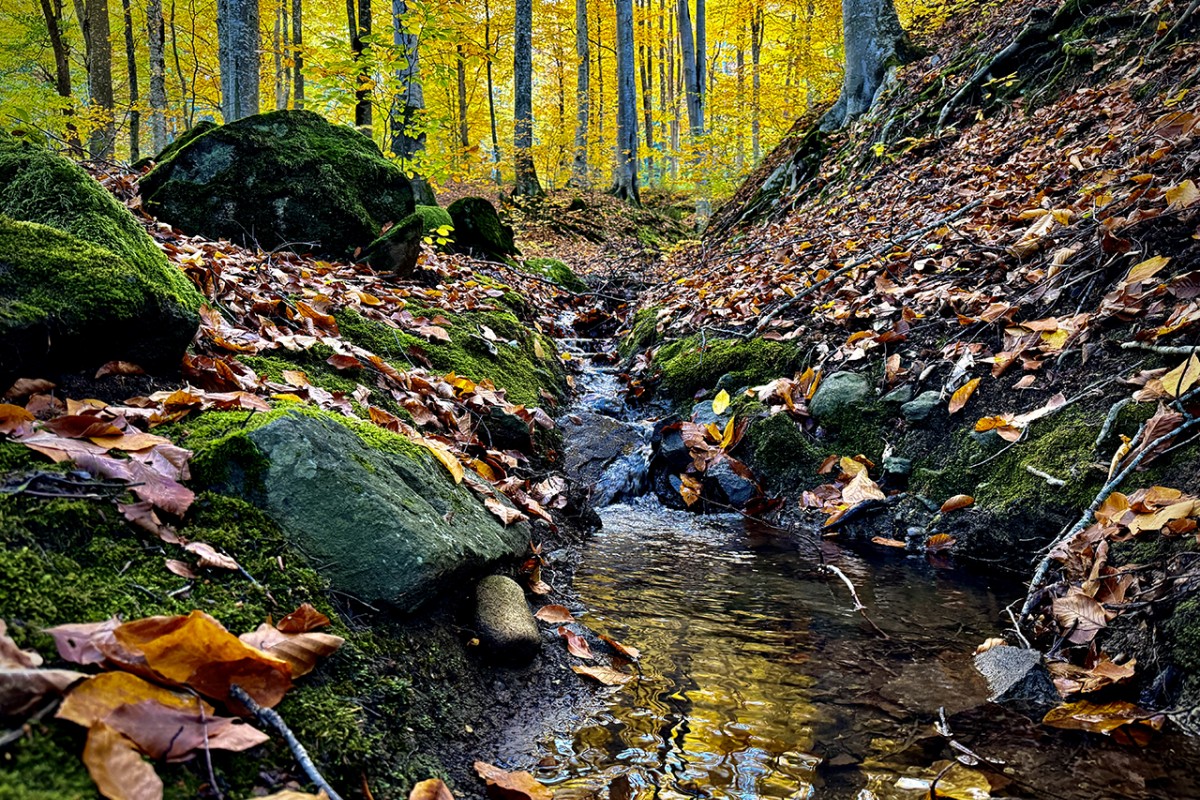 Samsun’da Nebiyan Dağı sonbahar renklerine büründü