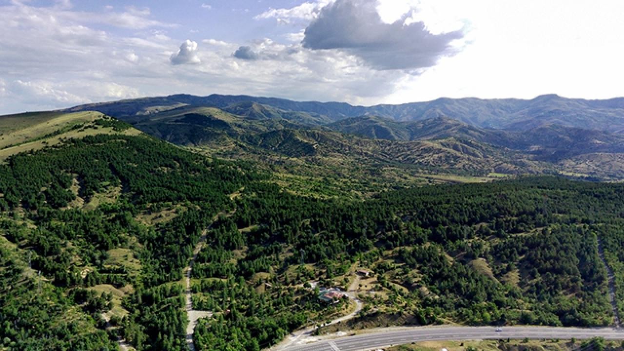 Türkiye, ağaçlandırma çalışmalarında Avrupa'da birinci sırada